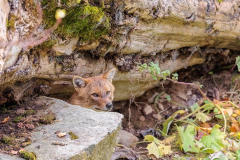 A golden jackal (Canis aureus) rests behind a rock under a rotting tree