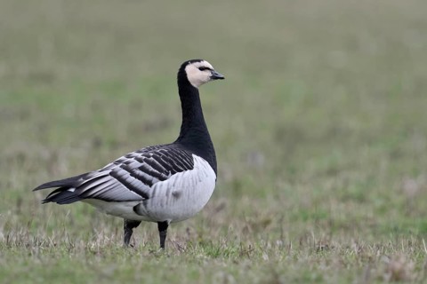 Sehr aufmerksam... Nonnengans *Branta leucopsis* auf den Wiesen am Niederrhein