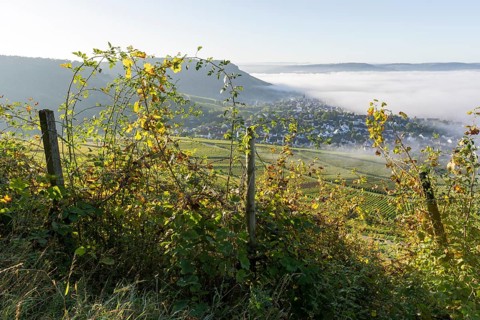 An overgrown vineyard with a view of a village in the mist, surrounded by hills and illuminated by