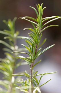 Close-up of green rosemary branch (Salvia rosmarinus) in the garden under natural light,