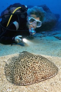 Diver Scuba diver observes illuminated at close range while scuba diving Electric marble trembling
