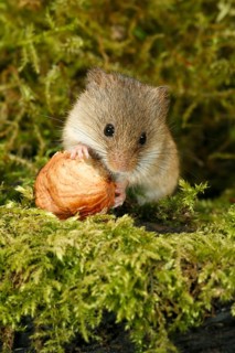 Old World Harvest Mouse (Micromys minutus) feeding on hazel nut, Germany
