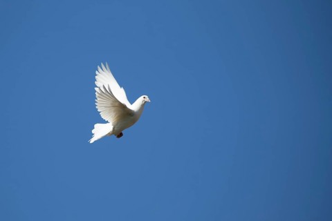 White or Release dove (Columba livia domestica) adult bird flying against a blue sky, England,