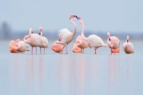 Pecking order... Flamingos (Phoenicopterus spec.) resting in the shallows of the IJsselmeer, pink