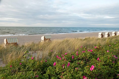 Potato rose (Rosa rugosa), beach chairs, Baltic Sea, Baltic seaside resort, Kühlungsborn, Rostock