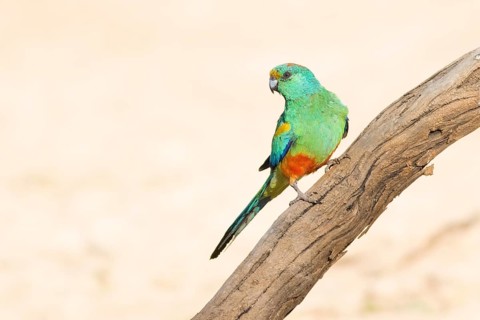 Mulga Parrot (Psephotellus varius) male perched on a branch, Queensland, Australia