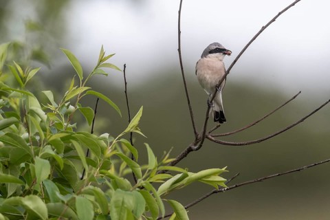 Red-backed shrike (Lanius collurio), Emsland, Lower Saxony, Germany
