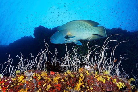 Napoleon wrasse (Cheilinus undulatus), adult, in front of steep-walled coral reef, whip coral or