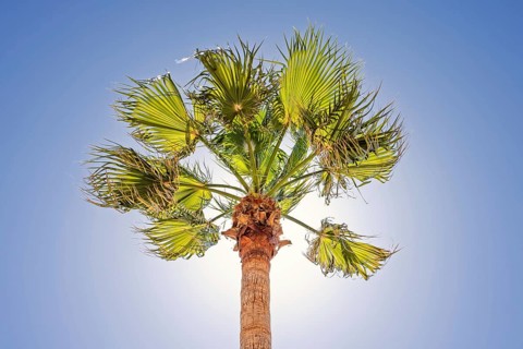 Palm tree in backlight with the sun behind the tree against a clear blue sky, Mallorca, Spain