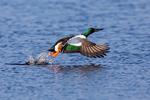 Northern Shoveler (Anas clypeata), male duck taking off in flight from lake, in display flight,