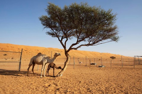 Dromedary (Camelus dromedarius) with calf, breeding station in the Wahiba Sands or Rimal Al Wahiba