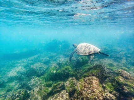 Green turtle (Chelonia mydas), underwater, Galapagos, Ecuador