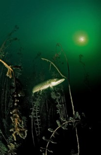 Pike, Esox lucius, Germany, Bavaria