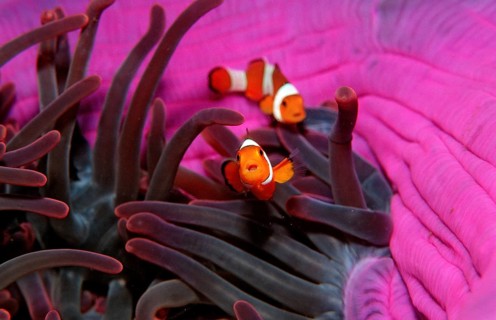 Two orange skunk clownfish, Amphiprion ocellaris, Bali, Indian Ocean, Indonesia