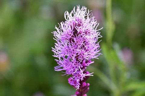 Liatris spicata (Liatris Spicata) purple, Germany