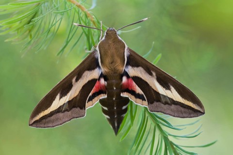 Spurge hawk-moth (Hyles euphorbiae) Rhineland-Palatinate, Germany