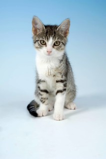 Domestic Cat, kitten, house cat, kitty
