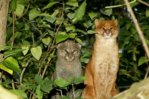 Jaguarundi, herpailurus yaguarondi, Adults standing on Branch