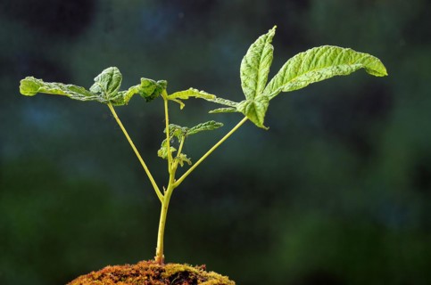 Horse chestnut stretches up its first leaves