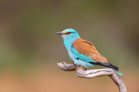 European roller (Coracias garrulus), on perch, Hides de El Taray / Roller Hide, Villafranca de los