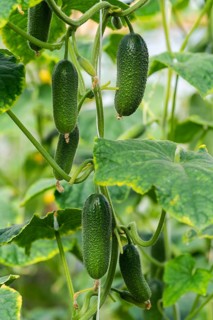 Group of natural green organic cucumbers grow on garden bed. Summer and freshly healthy eco