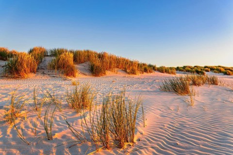 Dunes at sunset on the beach of Juist, East Frisian Islands, Germany