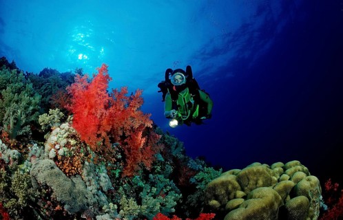 Diver and colourful coral reef, Egypt, Africa, Elphinstone Reef, Red Sea