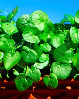 Spoonbane, true spoonwort (Cochlearia officinalis), scurvy, bittercress, spooncress, spoonwort