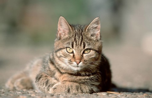 House cat, tabby