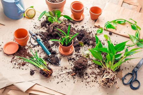 Plant propagation and replanting house plant concept with flowerpots, soil and gardening tools