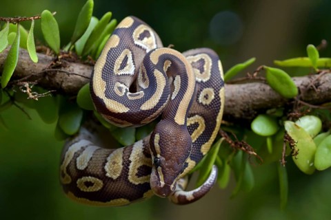 Ball python on a tree