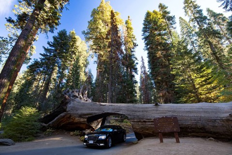 A car drives thru the famous Tunnel Log in Sequoia National Park, California, USA