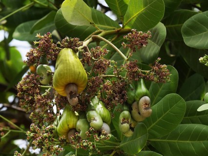 Cashew (anacardium occidentale) Nut, Fruits and Flowers, Cambodia