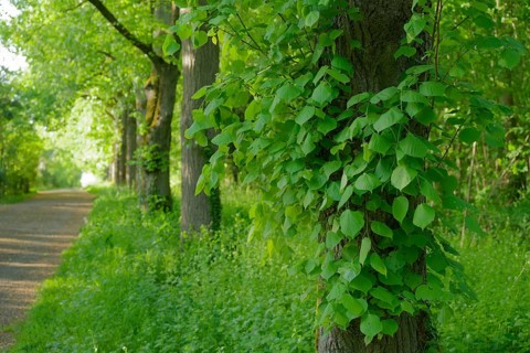 Linden avenue on the Friedensberg, peace, lime tree (Tilia), deciduous tree, foliage, spring,