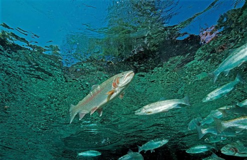 Rainbow trout, Oncorhynchus mykiss, Germany, Bavaria