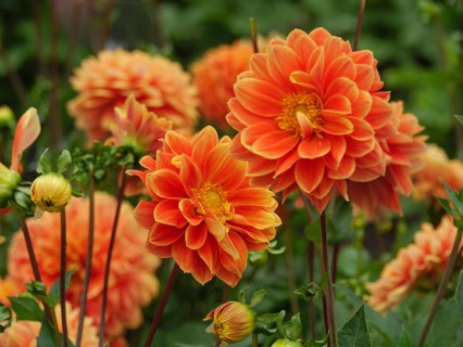 Close-up of orange dahlias blooming in a lush garden, Blooming dahlias in different colours in a