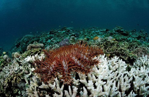 Crown-of-thorns starfish eating stony coral, Acanthaster planci, Komodo National Park, Indian