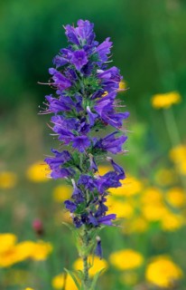 Common Viper's bugloss (Echium vulgare), France