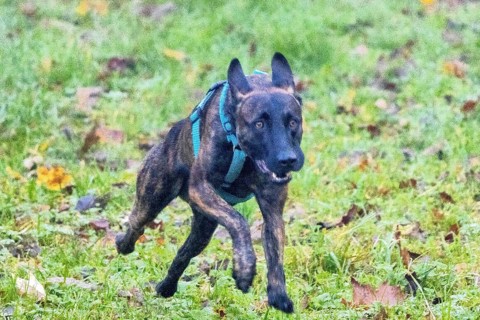 A powerful police dog, a Malinois shepherd, stands at attention. The dog is about two years old,