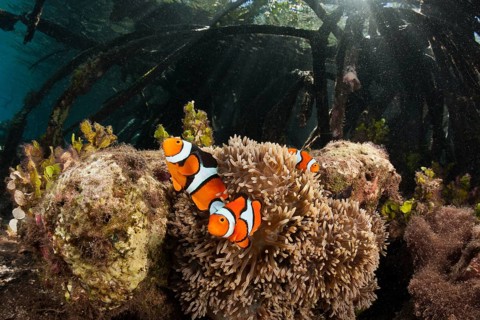 Clown anemonefish in mangroves, Amphiprion percula, New Ireland, Papua New Guinea