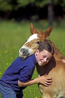 BOY WITH NORMAN COB FOAL, NORMANDY IN FRANCE