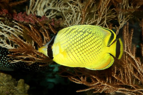 Large scale butterflyfish (Chaetodon rafflesi), lateral, detached