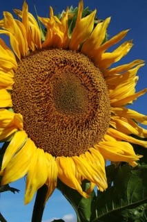 Giant sunflower against blue sky