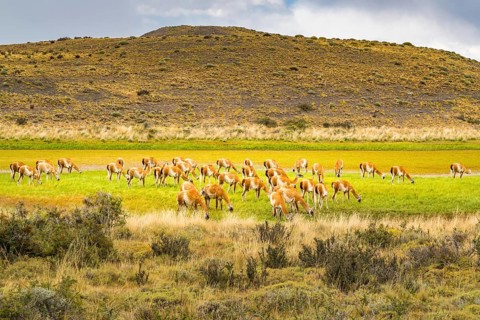 Herd of Guanaco grazing in the green pasture at Torres del Paine National Park in Chilean