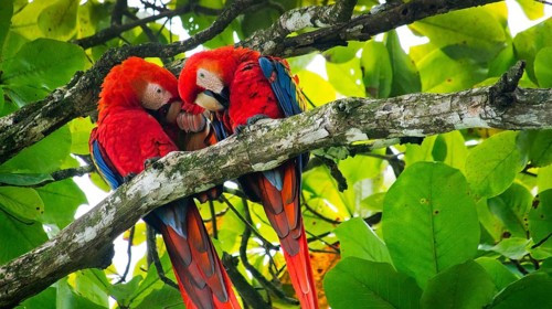 Scarlet Macaw, Lapa Roja, Ara macao, Corcovado National Park, Osa Conservation Area, Osa Peninsula,