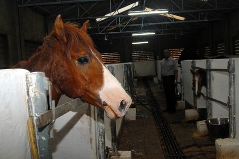 A stray abandoned horse being treated at the Parel animal hospital, Bombay now Mumbai, Maharashtra,