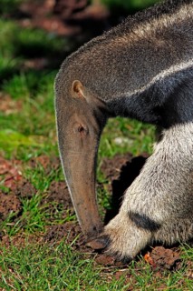 Giant anteater (Myrmecophaga tridactyla), Pantanal, Brazil, adult, feeding, termites, termite