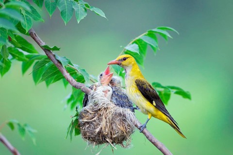 Eurasian Golden Oriole (Oriolus oriolus), female at nest with chicks, Pentecost bird, Bulgaria