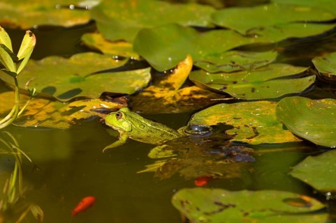 Water frog in the garden pond, pond frog (Rana kl. esculenta), water frog