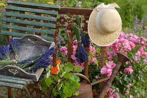 Dried Lavender, Roses and (Nasturtium) in rusty watering can with old garden chair and hat, Dried
